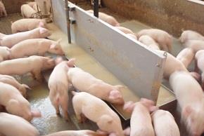 Thiết bị nuôi lợn tự động
